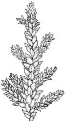 Camptochaete arbuscula var. arbuscula. Portion of frond. Drawn from J. Child 5528, CHR 428525.
 Image: R.C. Wagstaff © New Zealand Institute for Bioeconomy Science 2026 CC-BY 3.0 NZ